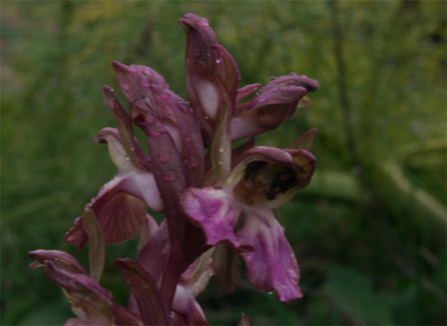 anacamptis collina sui generis